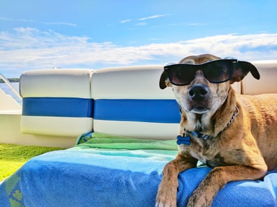 🐶 50 %:n alennus 🐱 Lemmikkieläimille tarkoitettu viilentävä patja, jossa on myrkytöntä viilentävää geeliä