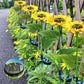 🌻 RAJOITETUN AJAN TARJOUS: 50 % ALENNUS! ✨ Auringonkukka-aurinkovalot – automaattinen päälle/pois-toiminto, 14 tunnin valaistus, IP65-vesitiivis ☀️