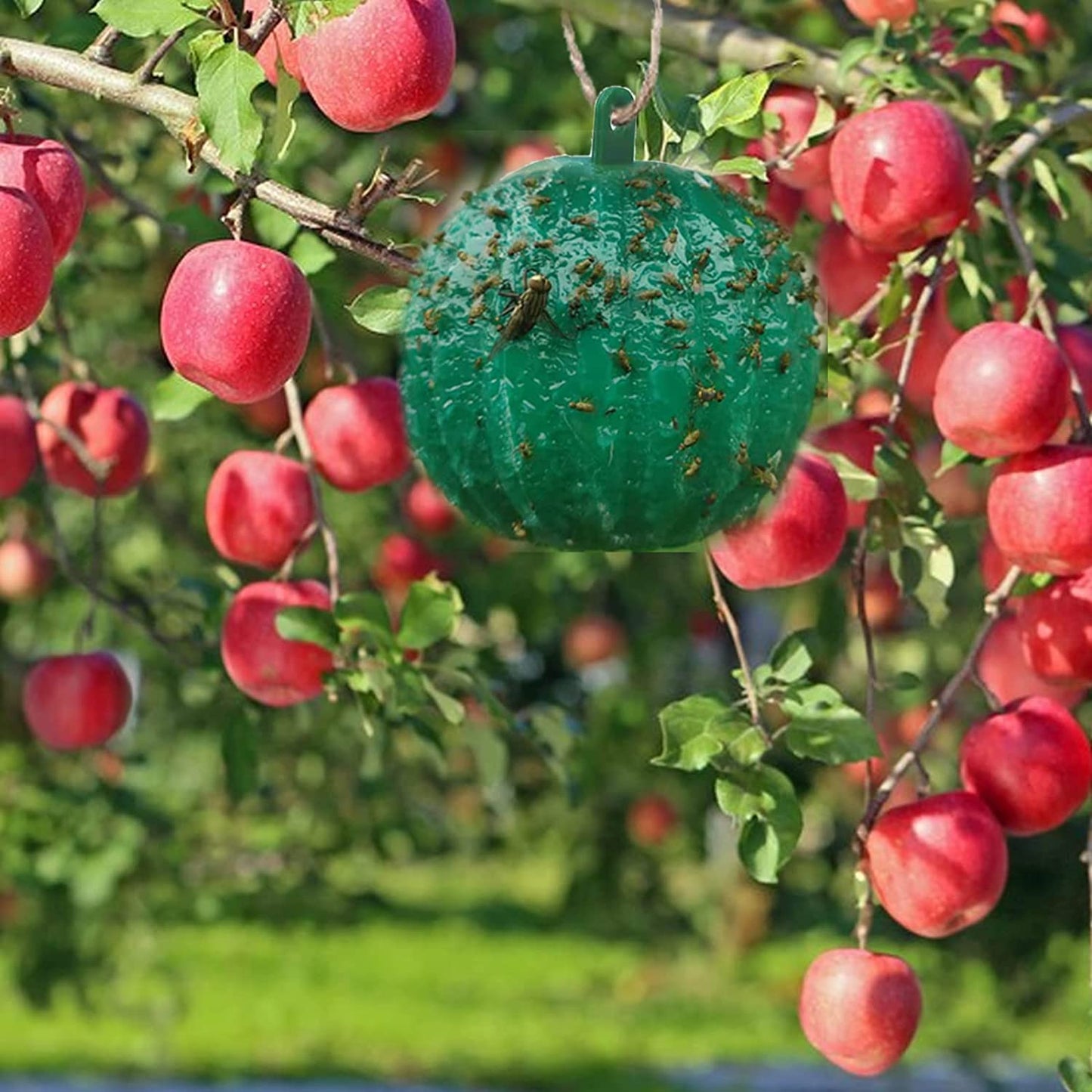 🔥Last Day Promotion - 50% OFF🔥Hanging Environmental Fruit Fly Traps Sticky Traps-BUY 1 GET 1 FREE